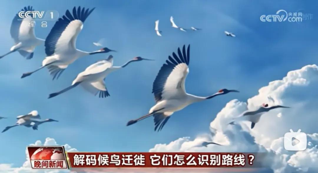一大批AI主播上岗！(图11)